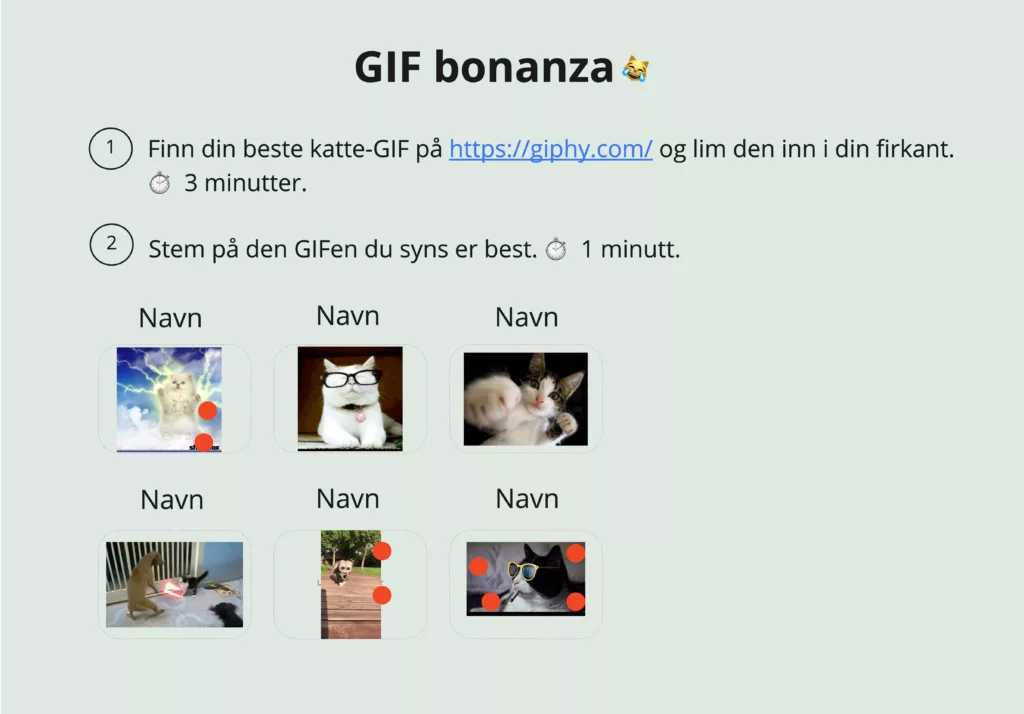 GIF bonanza, finn din beste katte-GIF